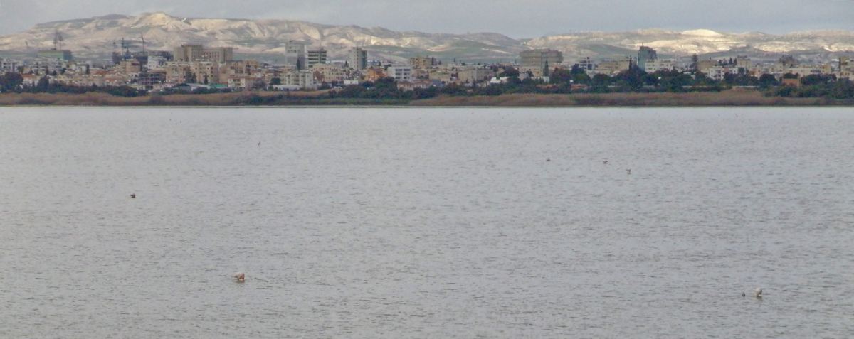 Larnaca Salt Lake with flamingos